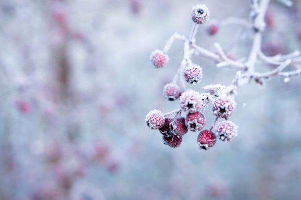 Winter Survey Poetry 2018_Frosted berries and tree limb for NRC Inc poem_unsplash_CC0