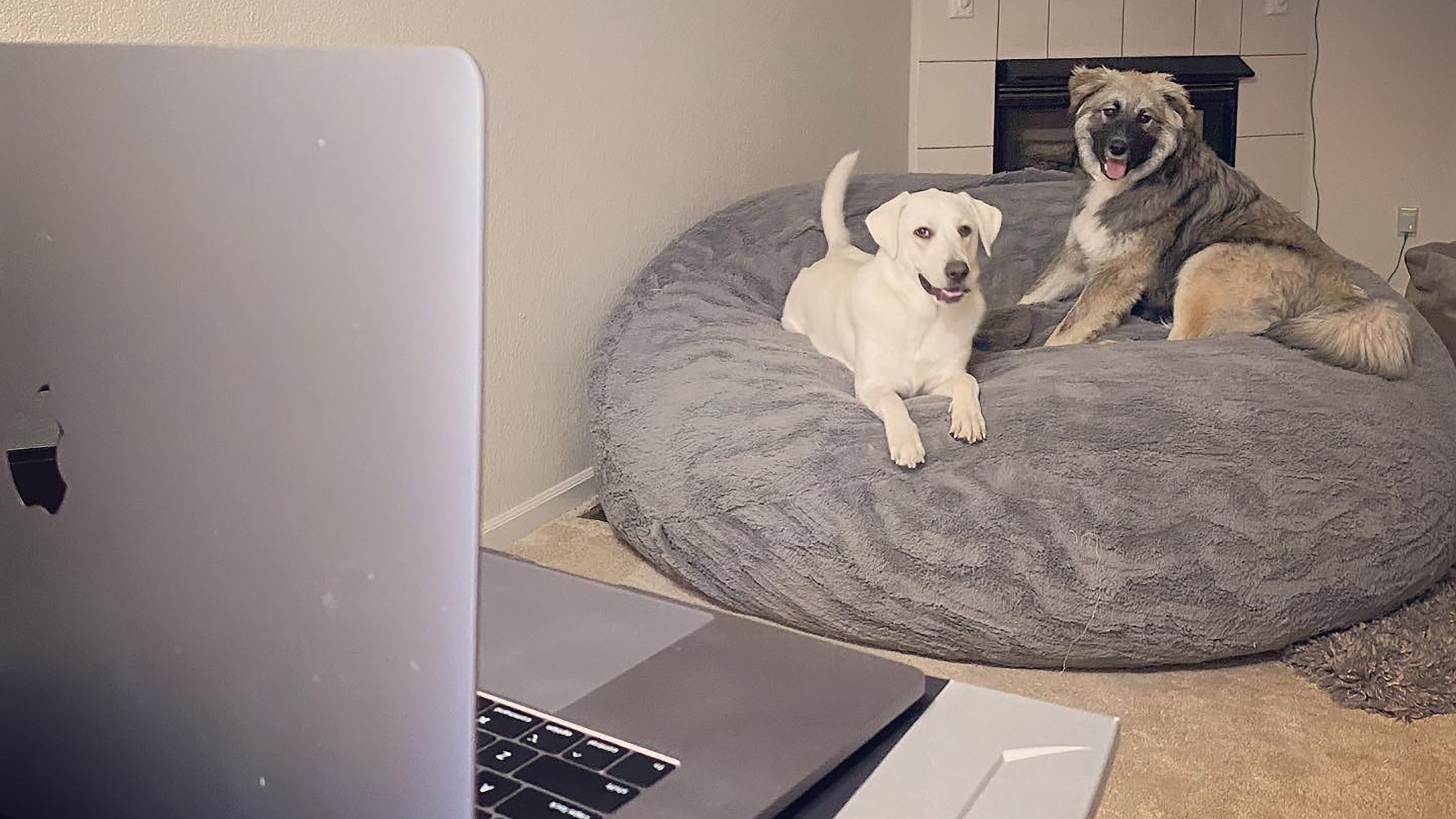 Penny and Beau Work