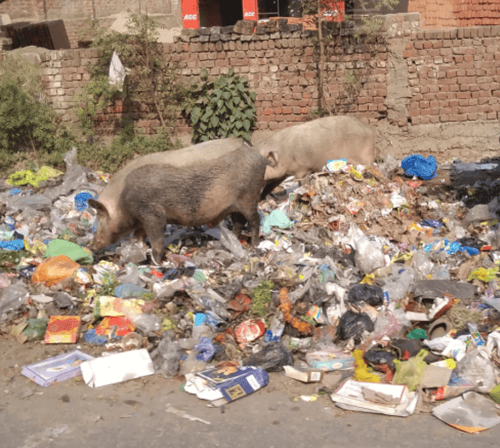 pigs in trash_Tom Miller