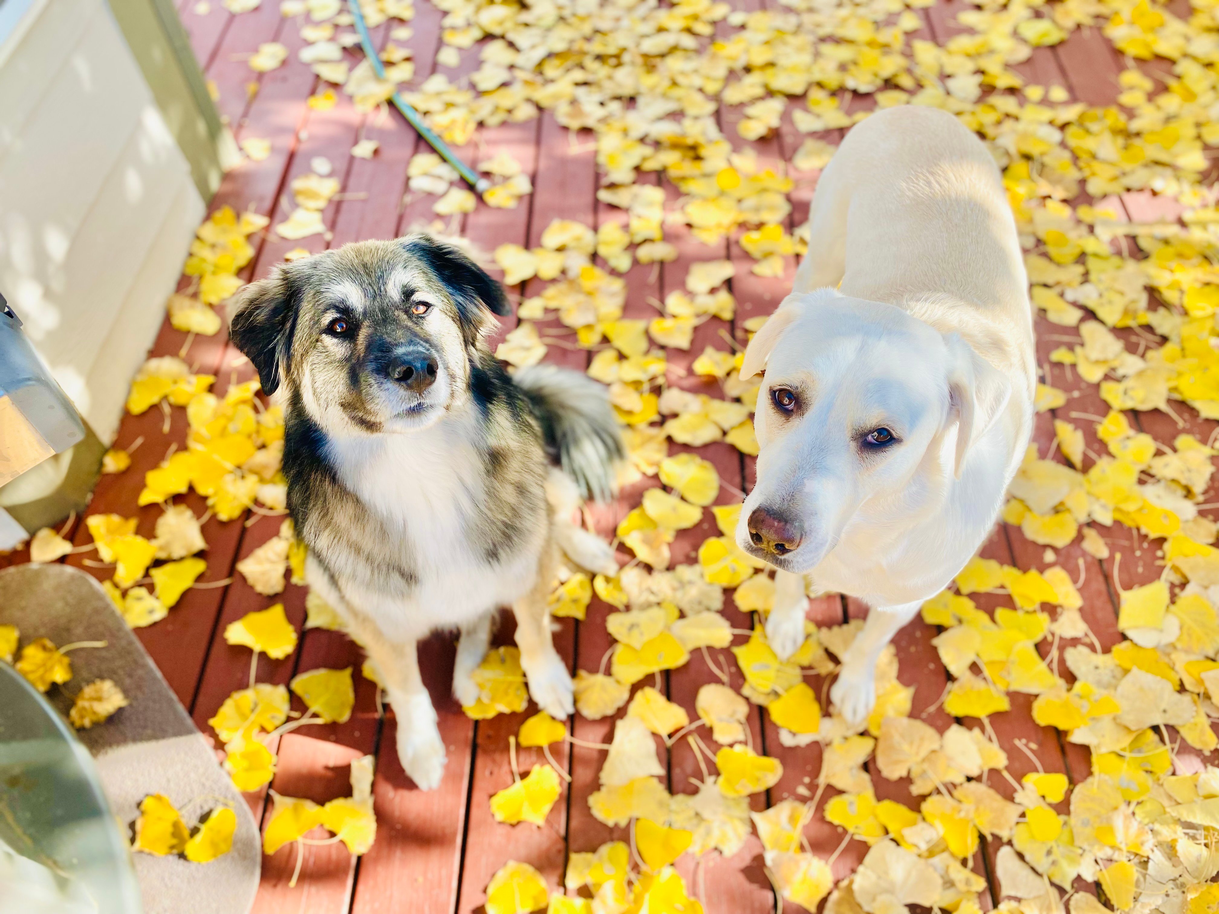 Penny and Beau Fall Pic