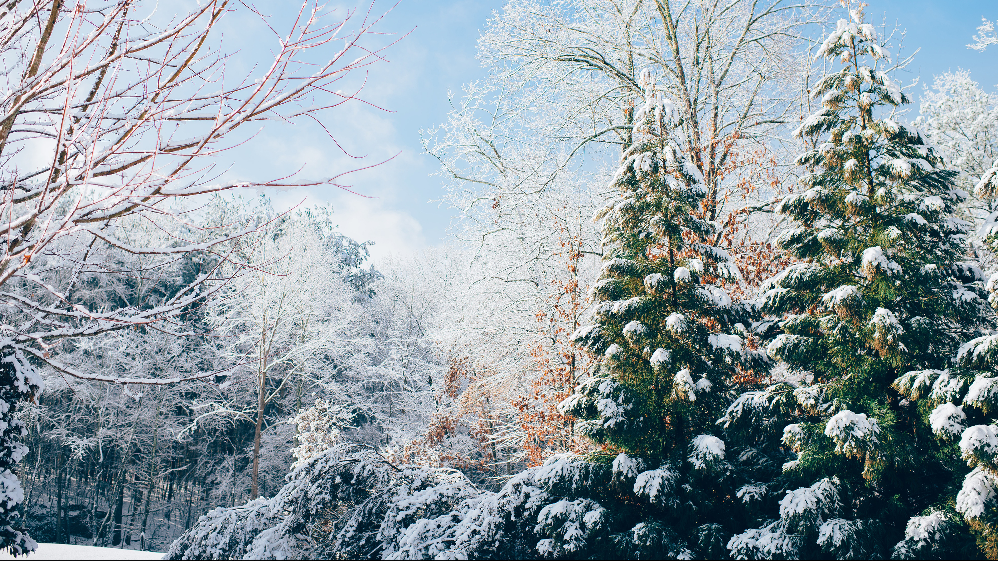 Snow falls on trees in a winter scene